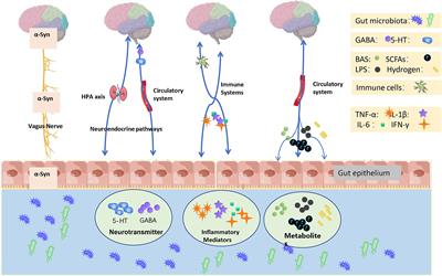 Multidirectional associations between the gut microbiota and Parkinson’s disease, updated information from the perspectives of humoral pathway, cellular immune pathway and neuronal pathway